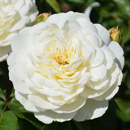 Tranquility David Austin Rose