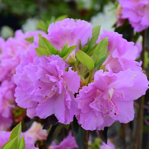 Elsie Lee Azalea