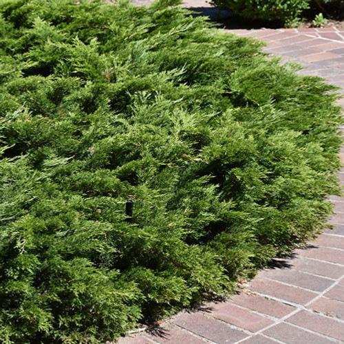 Calgary Carpet Juniper