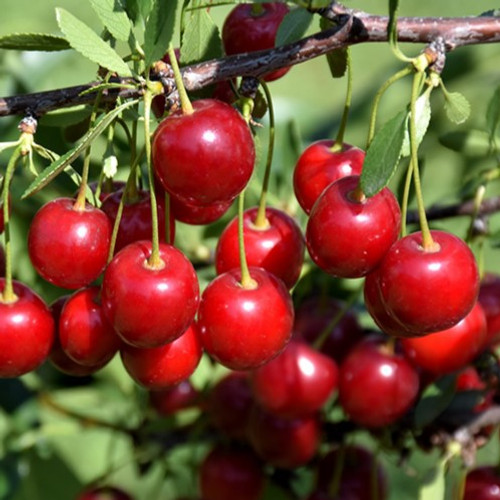 Crimson Passion Cherry