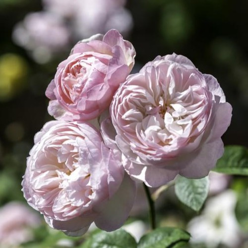 Gentle Hermione David Austin Rose