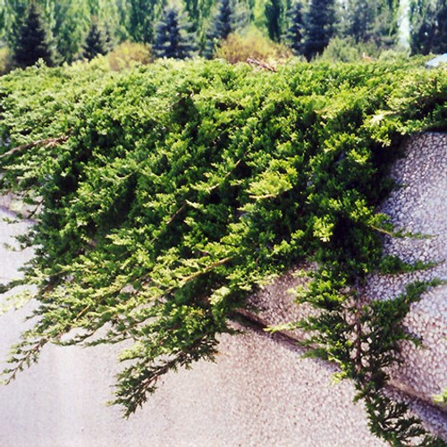 Prince of Wales Juniper