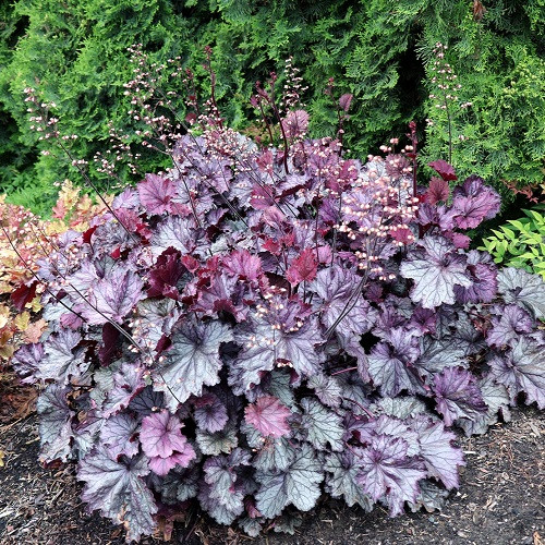 Northern Exposure Purple Coral Bells