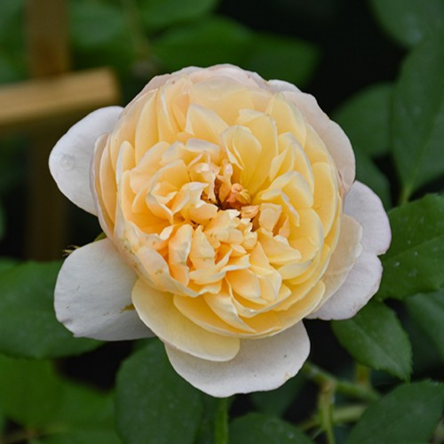 Roald Dahl David Austin Rose