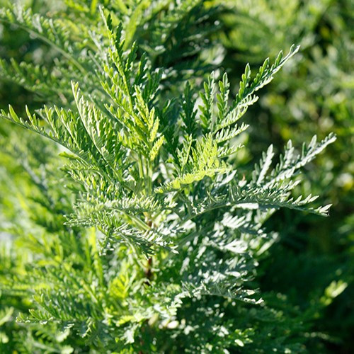 SunFern Olympia Russian Wormwood