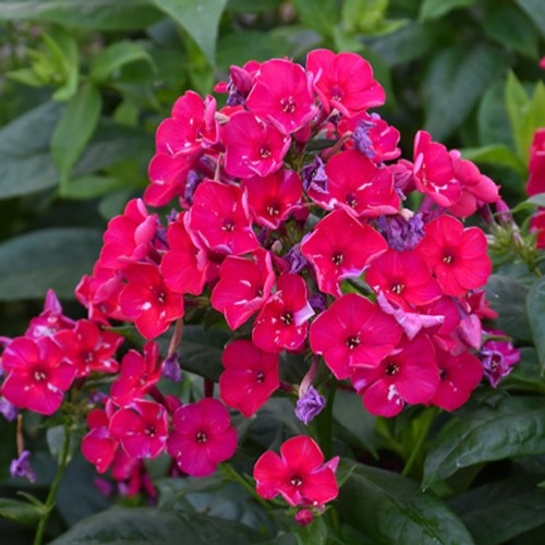 Red Flame Garden Phlox