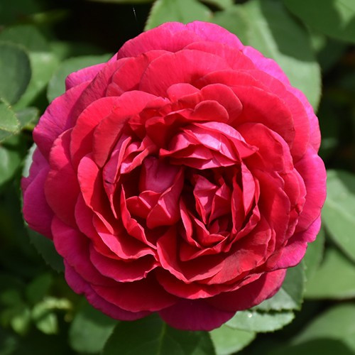 The Dark Lady David Austin Rose