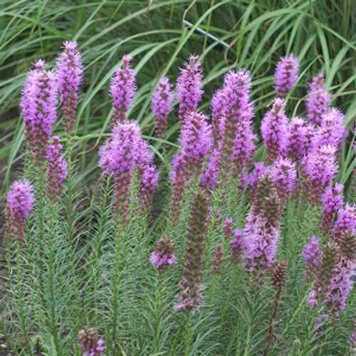 FLORISTAN VIOLET Gayfeather, Blazing Star