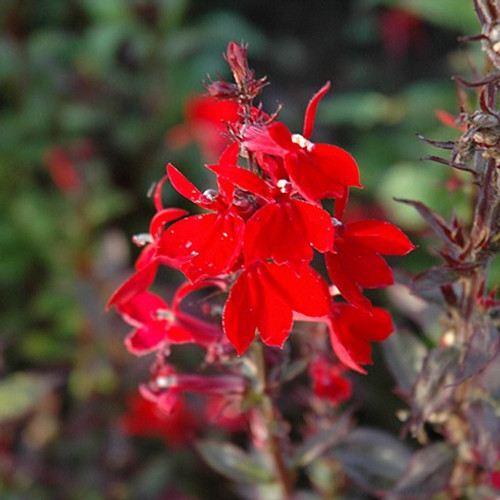 Queen Victoria Lobelia