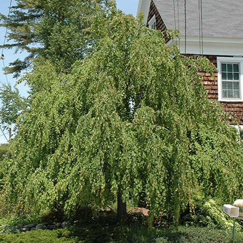 Weeping Katsura Tree
