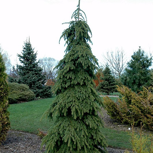 Weeping White Spruce