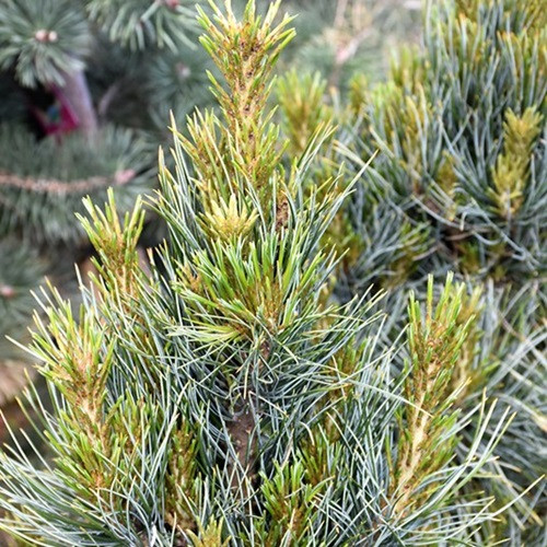 Prairie Statesman Swiss Stone Pine