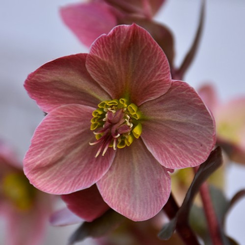 Merlin Hellebore Helleborus