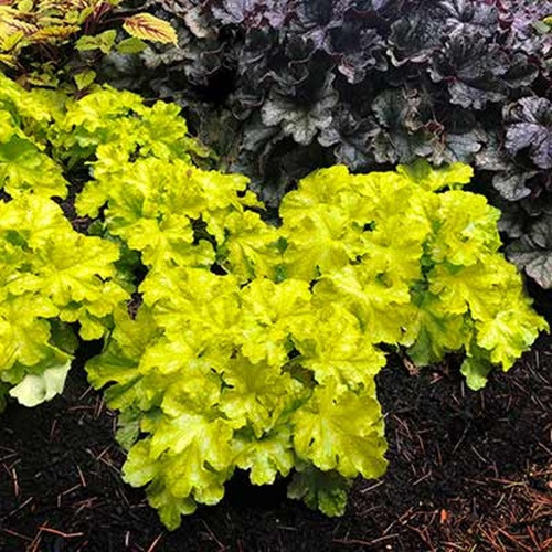 Heuchera Lemon Supreme
Lemon Supreme Coral Bells