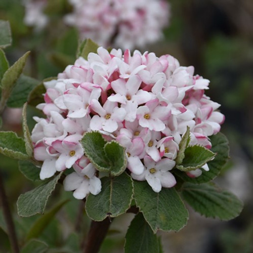 Spice Girl Korean spice Viburnum