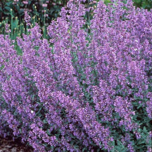 Buy Whispurr Pink Catmint (Nepeta), FREE SHIPPING, Wilson Bros Gardens