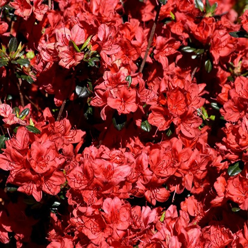 Red Demon Azalea