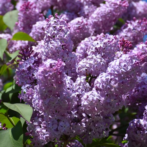 Common Lilac