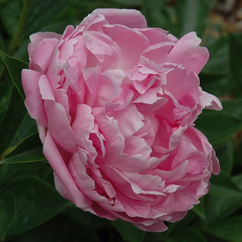 Pink Parfait Peony