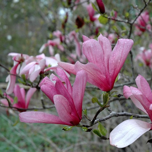 Galaxy Magnolia