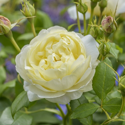 Vanessa Bell David Austin Rose