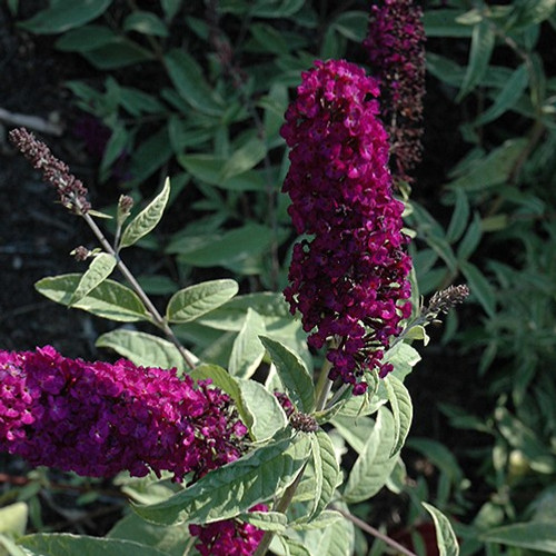 Harlequin Butterfly Bush