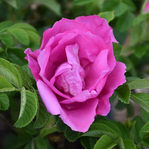 Foxi Pavement Rose