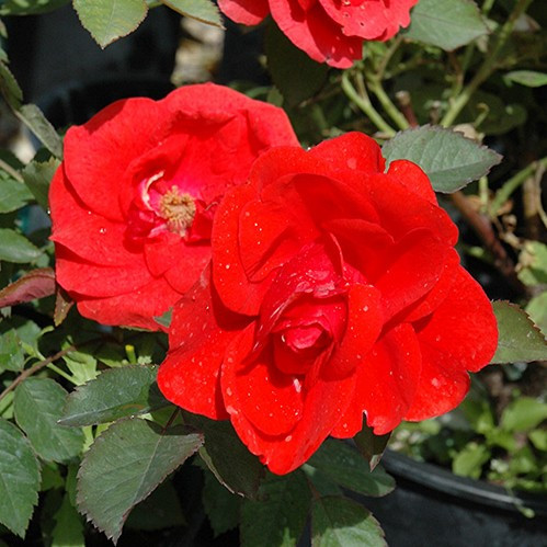 Rugosa Rose