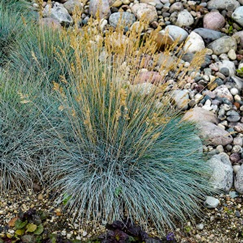 Elijah Blue Fescue Ornamental Grass