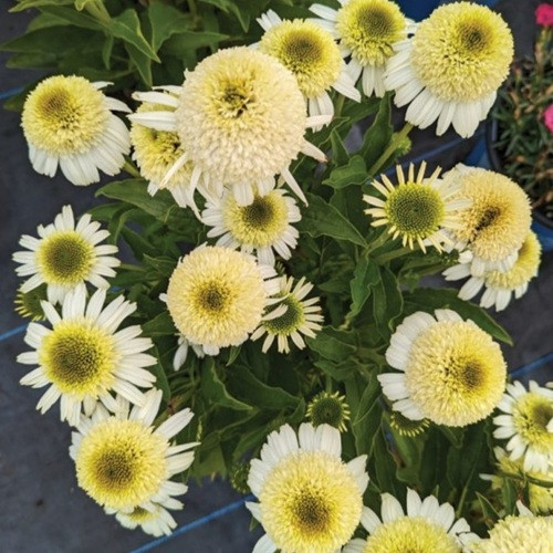 Vanilla Drip Coneflower
