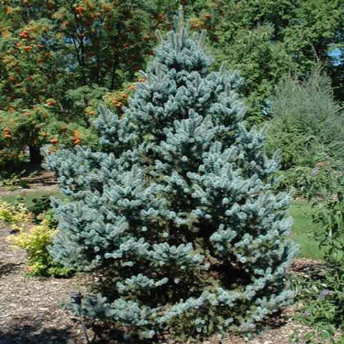 Avatar Blue Spruce Avatar Blue Spruce