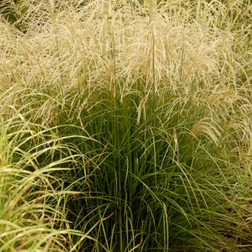 Graziella Maiden Grass Ornamental Grass