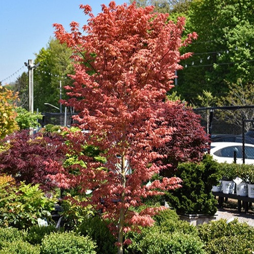 First Flame Japanese Maple