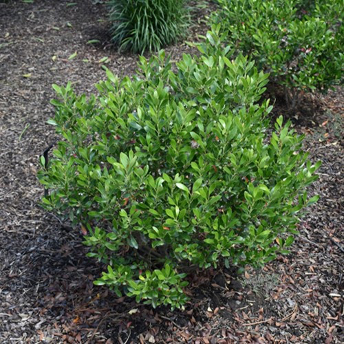 Nordic Inkberry Holly