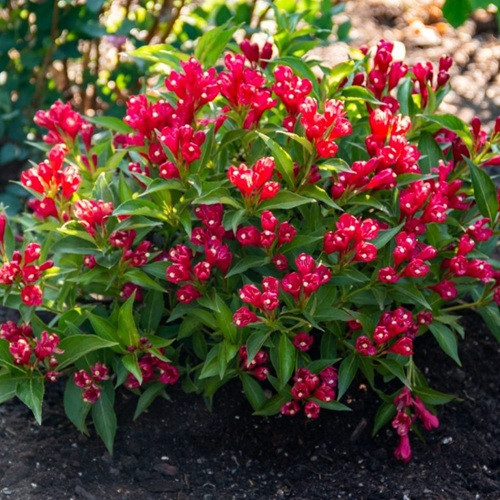 Spring Flowering Plants - Spring Flowering Shrubs - Page 2 - Plant