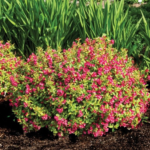 Strobe Weigela