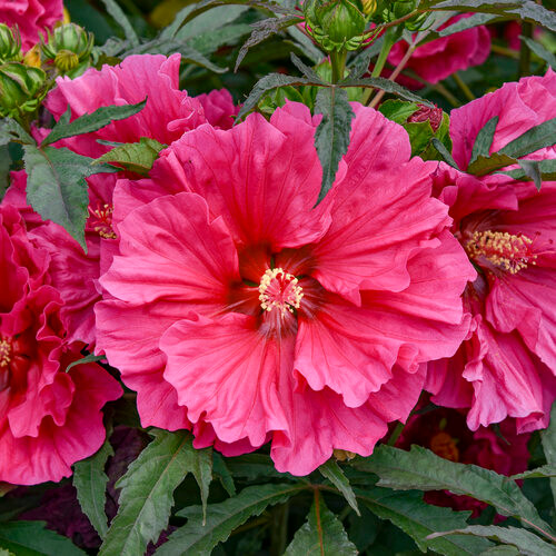 Watermelon Ruffles Hibiscus Watermelon Ruffles Hibiscus