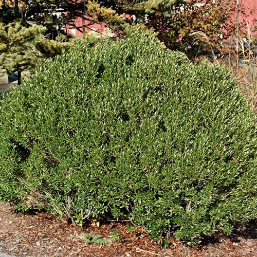 Shamrock Inkberry Holly Shamrock Inkberry Holly