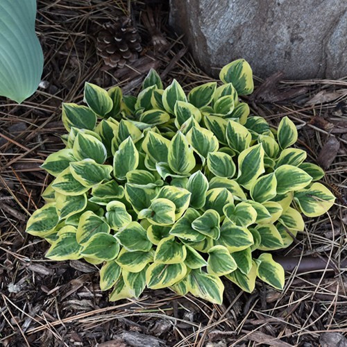 Cameo Hosta