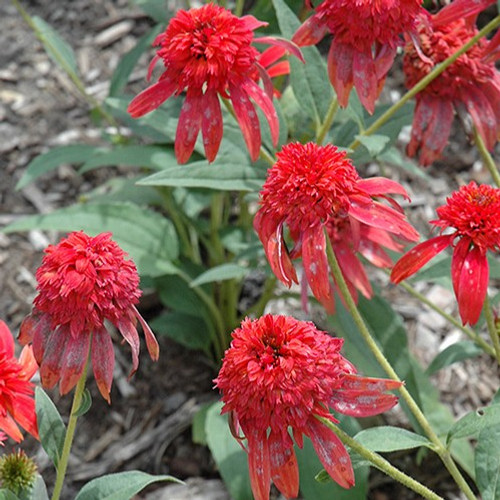 Double Scoop Mandarin Coneflower