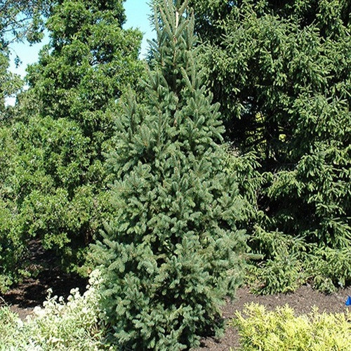 Columnar Norway Spruce
