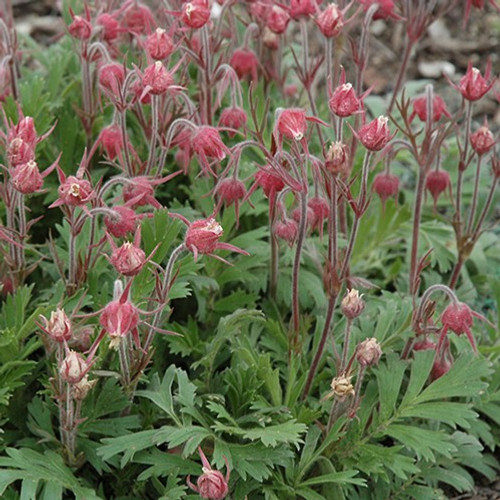 Prairie Smoke