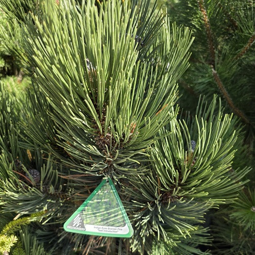 Indigo Eyes Bosnian Pine
Plant Central
