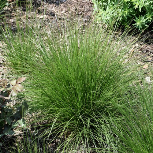 Tara Prairie Dropseed