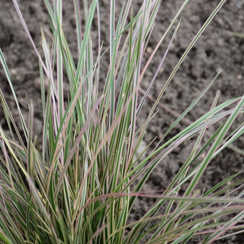 Northern Lights Tufted Hair Grass