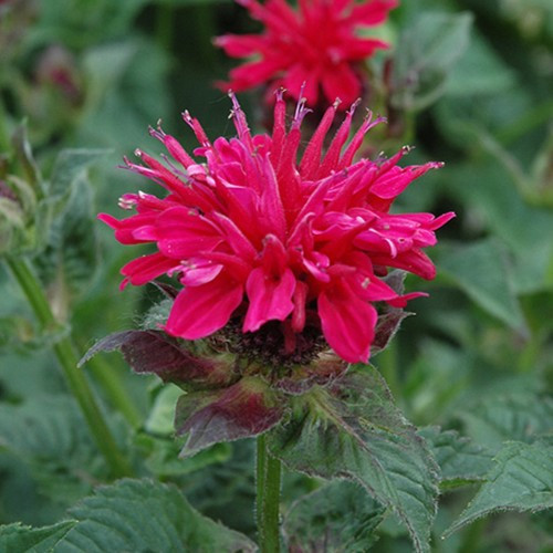 Fireball Beebalm