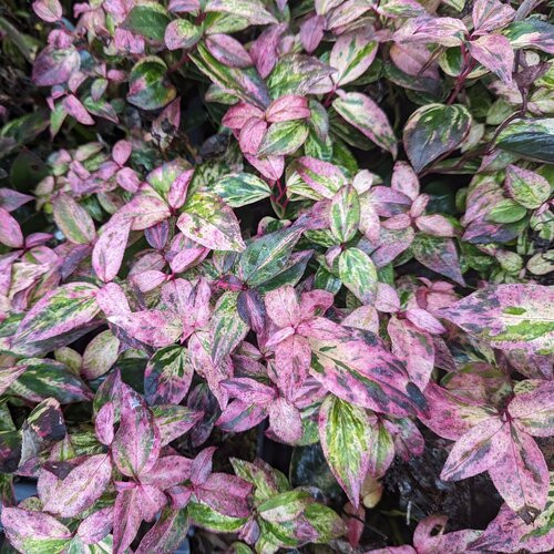 Paisley Pup Leucothoe