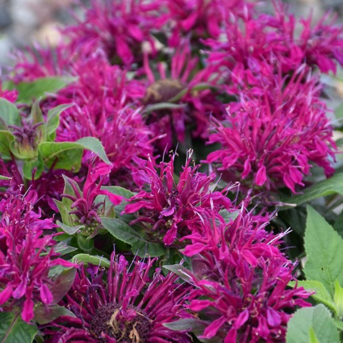 Balmy Purple Beebalm