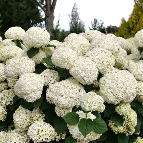 Incrediball Storm Proof Smooth Hydrangea