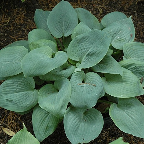 Bressingham Blue Hosta
